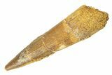 Fossil Spinosaurus Tooth - Real Dinosaur Tooth #268941-1